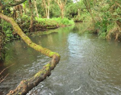 Naiberi River Campsite & Resort