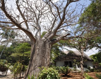 Baobab Sea Lodge,Kilifi